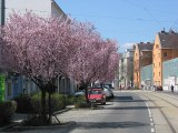 Linzer Straße bei Nr. 150 mit blühenden Bäumen