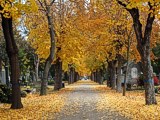 Zentralfriedhof, Herbststimmung